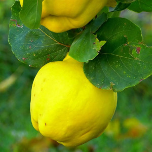 Саженцы Айва Кубанская Урожайная