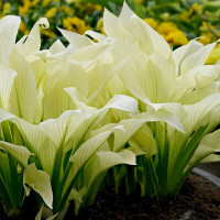 Саженцы Хоста гибридная White Feather (Вайт Фезе) М