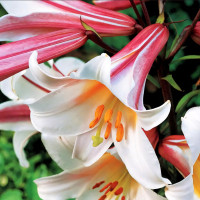 Луковицы  Лилия трубчатая Regale Album (Регале Албум) (3шт.)