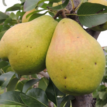 Саженцы Груша Медовая