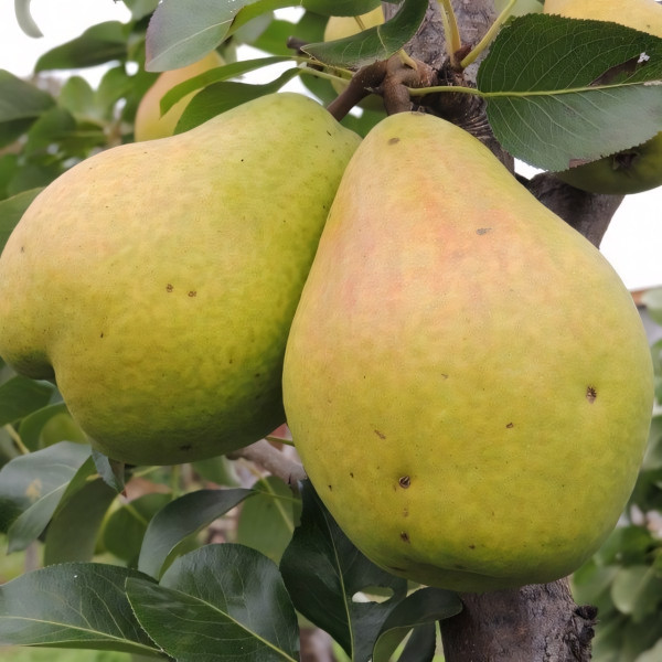 Саженцы Груша Медовая