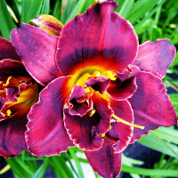 Саженцы Лилейник Voodoo Dancer (Вуду Дансер)