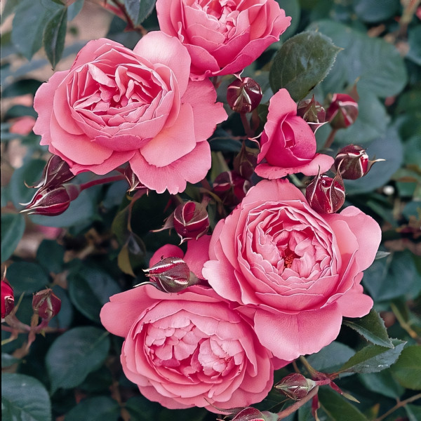 Саженцы Роза флорибунда Раймонд Бланк