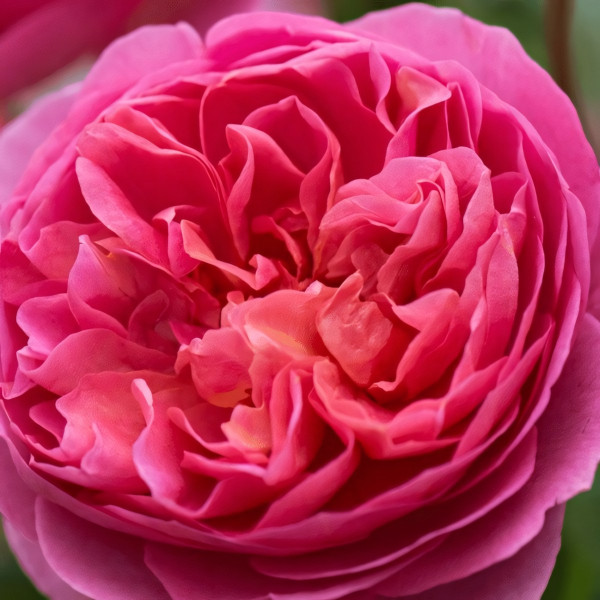 Саженцы Роза английская Боскобель