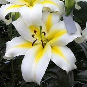  Лилия ОТ гибрид Budlight (Будлайт)