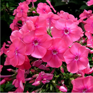 Саженцы Флокс Candy Floss (Канди Флос)