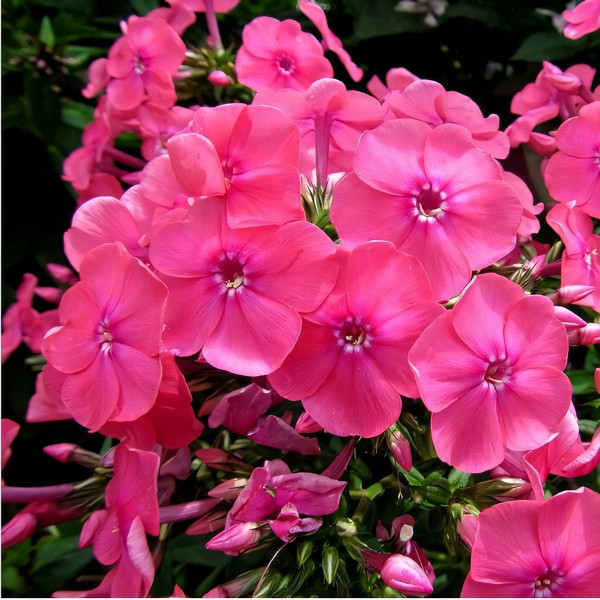 Саженцы Флокс Candy Floss (Канди Флос)