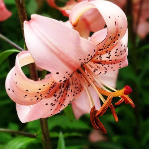  Лилия тигровая Pink Giant (Пинк Джиант)