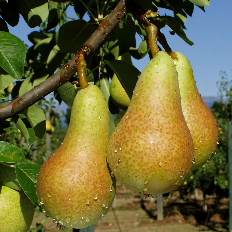 Саженцы Груша Аббат Фетель