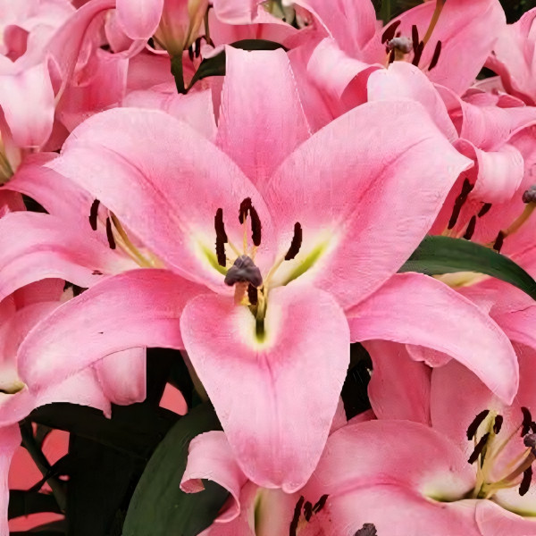 Луковицы Саженцы Лилия Пинк Палас (3шт.)