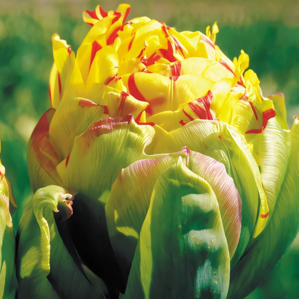 Луковицы Тюльпан махровый Фрейджюс (в упаковке - 3шт.)