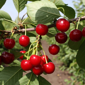 Саженцы Вишня Крупная Десертная