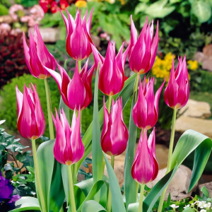 Тюльпан лилиецветный Лилиледи (в упаковке - 3шт.)