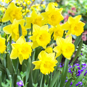 Нарцисс крупноцветковый Парк Сан (в упаковке - 3шт.)