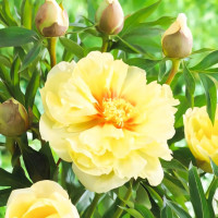 Саженец Пион (Ито-гибрид) Бартзелла