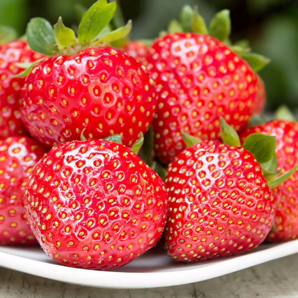 Клубника ремонтантная (крупноплодная) Фурор 5 шт. в упаковке