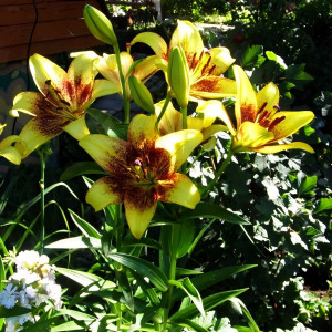  Лилия ЛА гибрид Sweet Valley (Свит Вэлли)