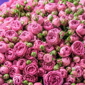 Саженцы Роза спрей Мисти Баблс