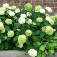 Саженец Гортензия древовидная Strong Annabelle (Стронг Аннабель)