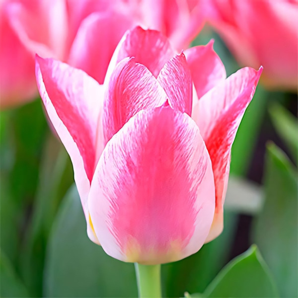 Луковицы Тюльпан Грейга Хэппи (в упаковке - 3шт.)