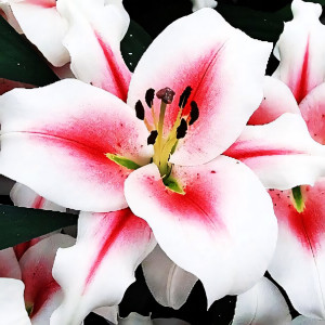  Лилия ОТ гибрид Sucinto (Суцинто)