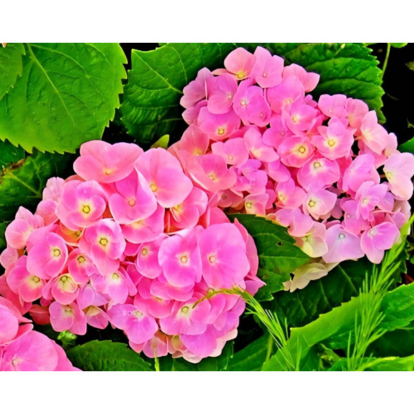 Саженец Гортензия крупнолистная Forever Ever Pink