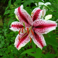 Луковицы  Лилия восточная Dizzy (Диззи) (3шт.)