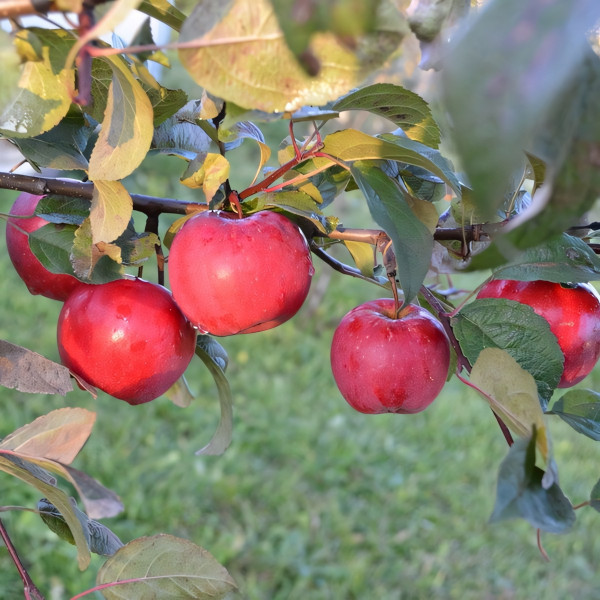 Саженцы Яблоня Карамельная