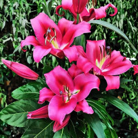 Луковицы Саженцы Лилия ОТ гибрид Fedora (Федора) (3шт.)