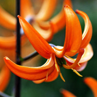 Луковицы  Лилия Orange Marmelade (Оранж Мармелад) (3шт.)