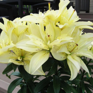  Лилия азиатская Mountain Joy (Маунтейн Джой)