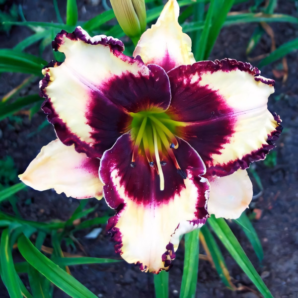 Саженцы Лилейник Glamoureyez (Гламурейез)