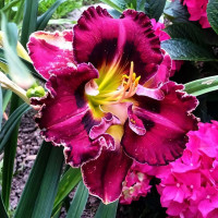 Саженцы Лилейник Vienna Waltz (Виенна Волтз)