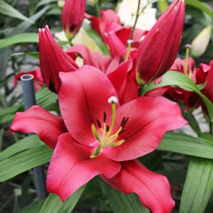  Лилия ОТ гибрид Borrello (Боррелло)