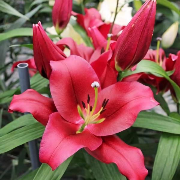 Луковицы Саженцы Лилия ОТ гибрид Borrello (Боррелло) (3шт.)