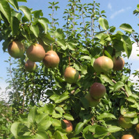 Саженцы Груша Десертная Россошанская