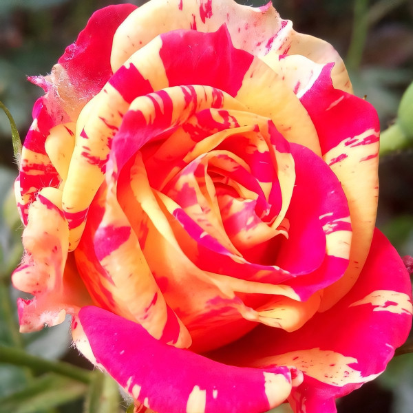 Саженцы Роза спрей Файер Флеш