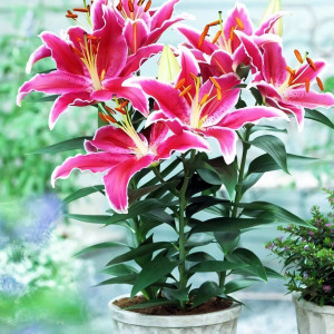  Лилия восточная низкорослая Starlight Express (Старлайт Экспресс)