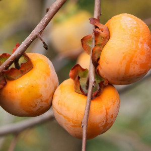 Саженцы Хурма Зенжимару