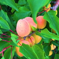 Саженцы Абрикос Медовый Месяц