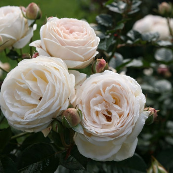 Саженцы Роза парковая Артемис