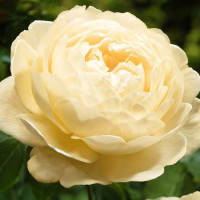 Саженцы Роза английская Клер Остин