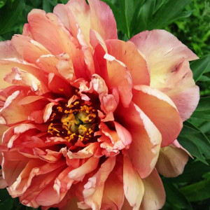 Саженцы Пион Copper Kettle (Купер Кеттл)