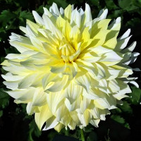 Саженцы Георгина декоративная макси La Luna (Ла Луна)