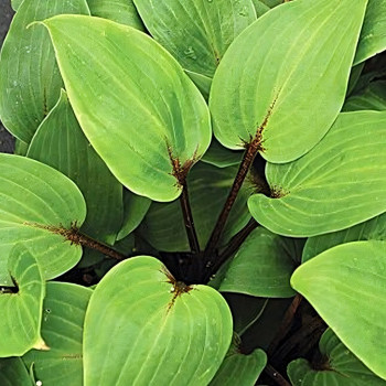 Саженцы Хоста Purple Heart (Перпл Харт) М