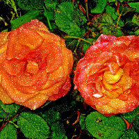 Саженцы Роза флорибунда Сунита