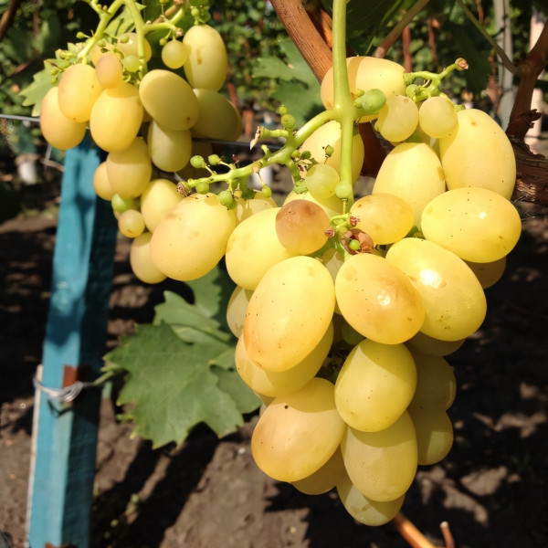 Саженцы Виноград Лазур