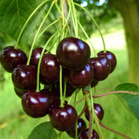 Саженцы Вишня Черная Крупная