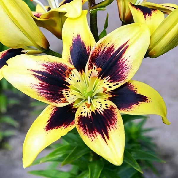 Луковицы  Лилия тигровая Pieton (Пайтон) (3шт.)