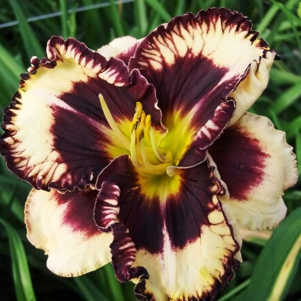 Саженцы Лилейник Moussaka (Мусака)